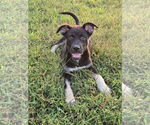 Small #2 Siberian Husky Mix