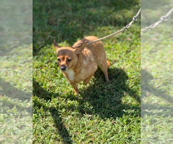 Medium Photo #1 Chihuahua Puppy For Sale in Staley, NC, USA