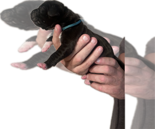 Medium Photo #8 Great Dane Puppy For Sale in WILLIS, TX, USA