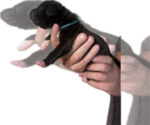 Small #7 Great Dane