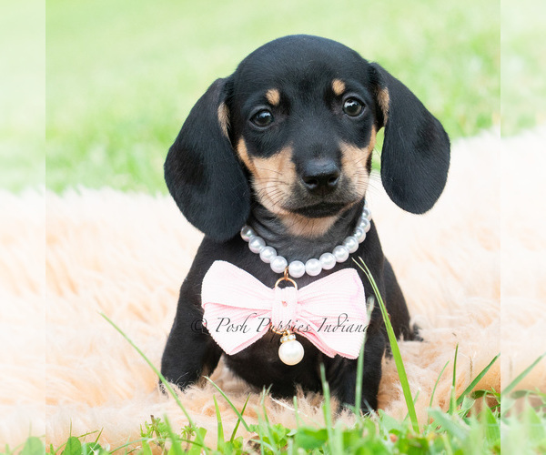 Medium Photo #6 Dachshund Puppy For Sale in WARSAW, IN, USA