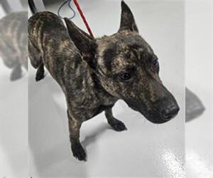 German Shepherd Dog-Unknown Mix Dogs for adoption in Temple, TX, USA