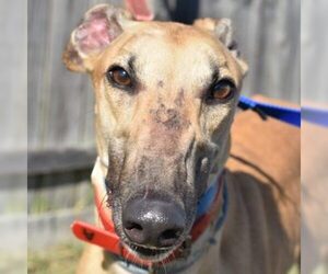 Greyhound Dogs for adoption in Grandville, MI, USA