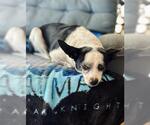 Small #1 Rat Terrier