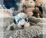 Small Photo #8 Zuchon Puppy For Sale in RENO, NV, USA