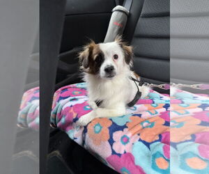 Cav-A-Malt Dogs for adoption in Monkton, MD, USA