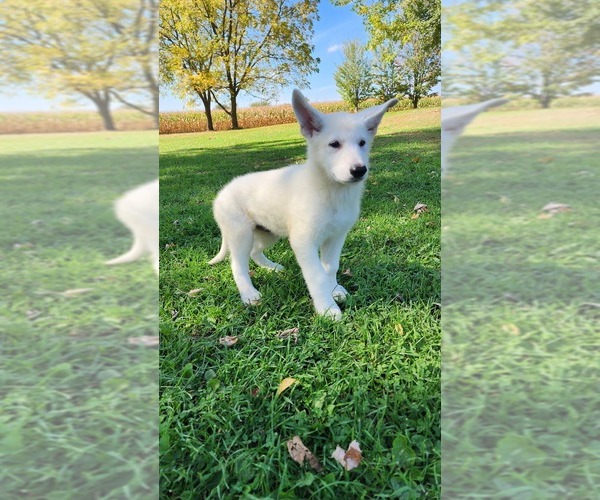 Medium Photo #10 German Shepherd Dog Puppy For Sale in GREENWOOD, WI, USA