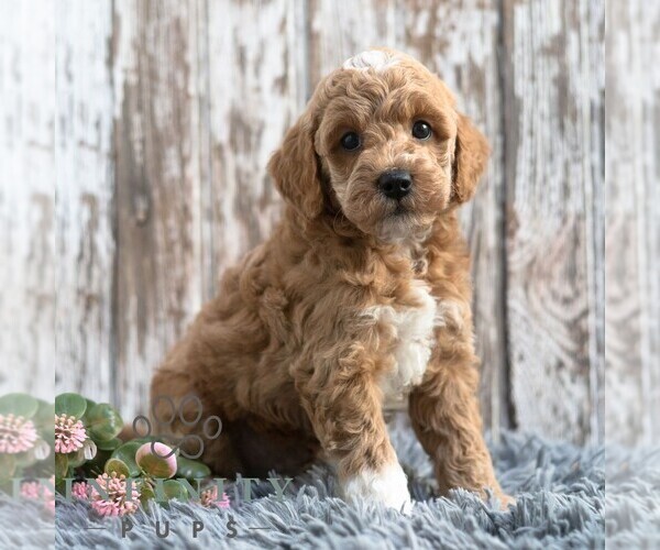Medium Photo #5 Goldendoodle (Miniature) Puppy For Sale in SUNBURY, PA, USA