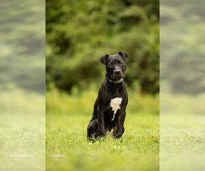 American Pit Bull Terrier-Unknown Mix Dogs for adoption in Raleigh, NC, USA