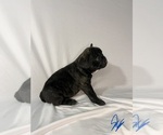 Small #12 French Bulldog