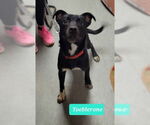 Small #1 Labrador Retriever Mix