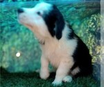 Small Photo #18 Australian Shepherd Puppy For Sale in SYLVA, NC, USA