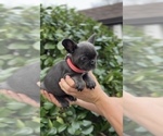 Small Photo #8 French Bulldog Puppy For Sale in METUCHEN, NJ, USA