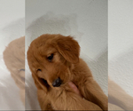 Small Photo #12 Golden Retriever Puppy For Sale in DAVENPORT, FL, USA
