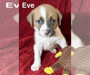 Australian Shepherd-Unknown Mix Dogs for adoption in Aurora, IN, USA