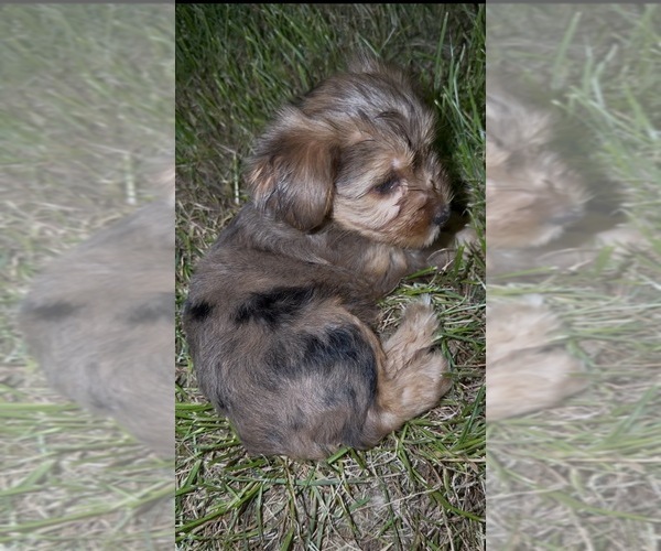Medium Photo #1 Yorkshire Terrier Puppy For Sale in ROSEDALE, NY, USA