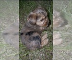 Puppy Puppy 4 Yorkshire Terrier