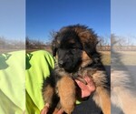 Small Photo #19 German Shepherd Dog Puppy For Sale in SOMERVILLE, OH, USA