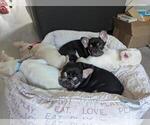 Small Photo #17 French Bulldog Puppy For Sale in CONROE, TX, USA