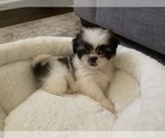 Small Photo #1 Shih Tzu Puppy For Sale in DECATUR, GA, USA