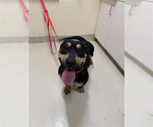 Dachshund-Unknown Mix Dogs for adoption in Fremont, CA, USA