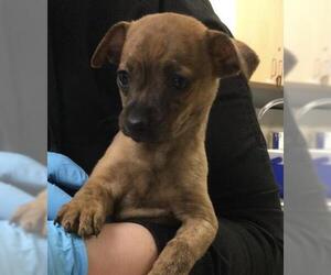 Chihuahua-Unknown Mix Dogs for adoption in Riverside, CA, USA