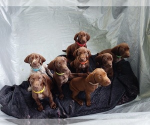 German Shorthaired Pointer Puppy for sale in SWARTZ CREEK, MI, USA