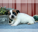 Small #2 Jack Russell Terrier