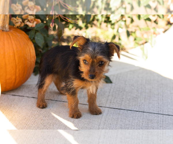 Medium Photo #1 Yorkshire Terrier Puppy For Sale in NAPPANEE, IN, USA