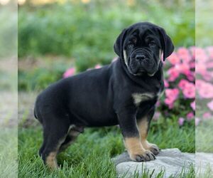 Cane Corso Puppy for sale in LANCASTER, PA, USA
