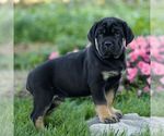 Newton - Male Cane Corso Puppy for Sale - Small photo