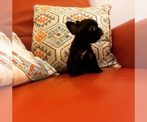 French Bulldog Puppy for sale in VIRGINIA BCH, VA, USA