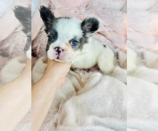 Medium Photo #11 French Bulldog Puppy For Sale in WEST PALM BEACH, FL, USA