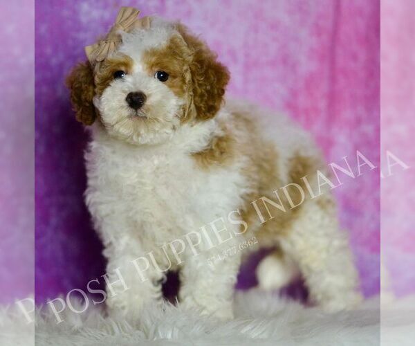 Medium Photo #21 Maltipoo (Miniature) Puppy For Sale in WARSAW, IN, USA