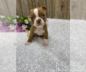 Boston Terrier Puppy for sale in MYRTLE, MO, USA