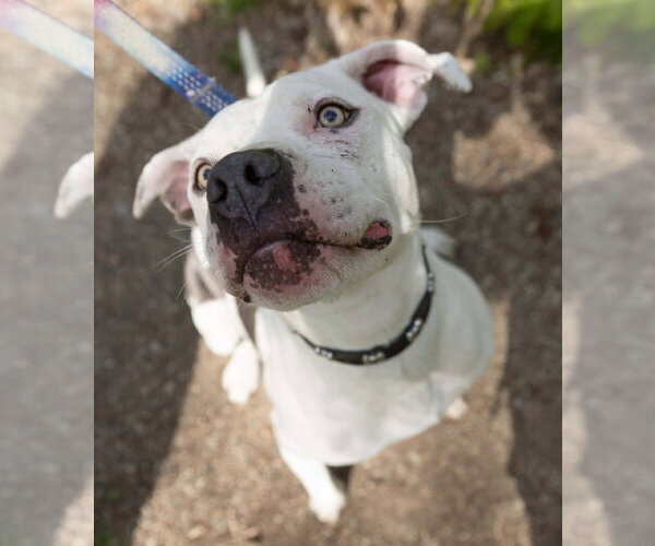 Medium Photo #4 American Pit Bull Terrier-Unknown Mix Puppy For Sale in Germantown, OH, USA