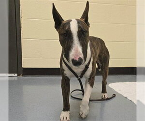 Bull Terrier Dogs for adoption in Denver, CO, USA