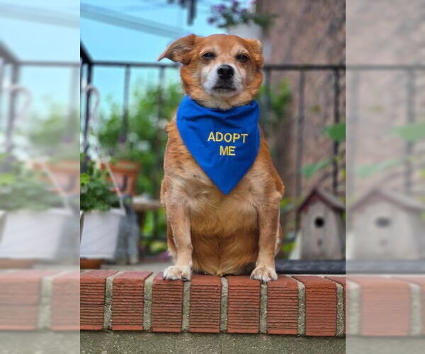 Medium Photo #5 Chihuahua-Unknown Mix Puppy For Sale in Sayreville, NJ, NJ, USA