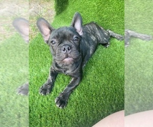 French Bulldog Puppy for sale in ORLANDO, FL, USA