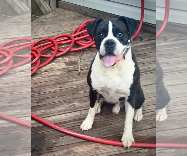 Medium Photo #1 Boxer Puppy For Sale in Dumont, NJ, USA