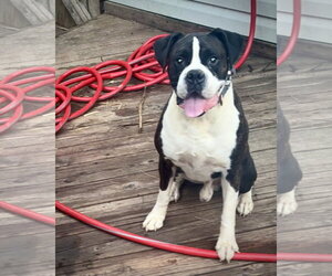 Boxer Dogs for adoption in Dumont, NJ, USA