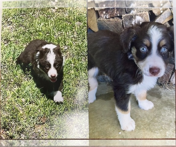 Medium Photo #1 Miniature Australian Shepherd Puppy For Sale in AMITY, AR, USA