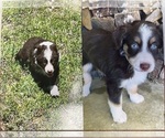 Small Miniature Australian Shepherd