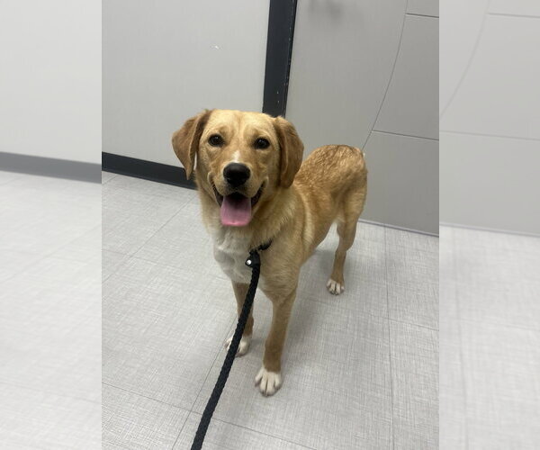 Medium Photo #2 Labrador Retriever-Unknown Mix Puppy For Sale in Calgary, Alberta, Canada