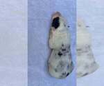 Small Photo #46 Border Collie Puppy For Sale in MOSIER, OR, USA