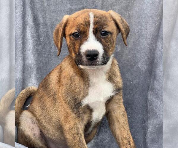 Medium Photo #4 Labrador Retriever-Unknown Mix Puppy For Sale in San Diego, CA, USA