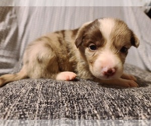Border Collie Puppy for sale in SALISBURY, NC, USA