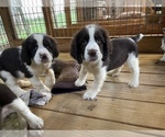Small Photo #4 English Springer Spaniel Puppy For Sale in TROY, AL, USA