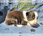 Puppy Yellow Collar Border Collie