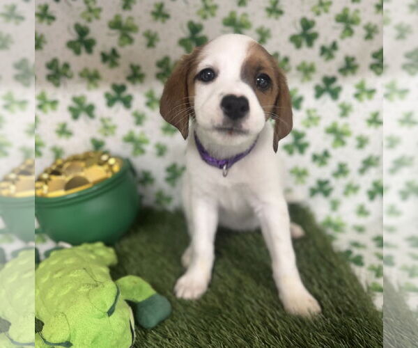 Medium Photo #1 Beagle-Colonial Cocker Spaniel Mix Puppy For Sale in Fort Worth, TX, USA